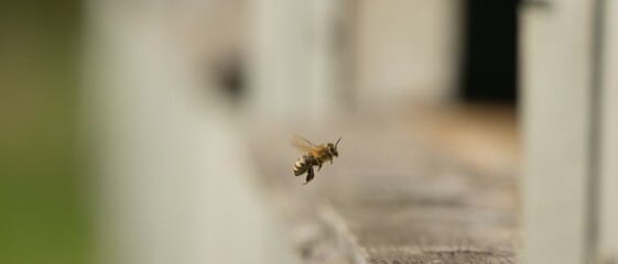 the bee flies out of the hive