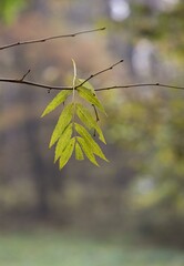 Autumn colored leaves on a colorful autumn theme background