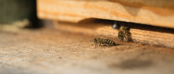 the bee flies out of the hive