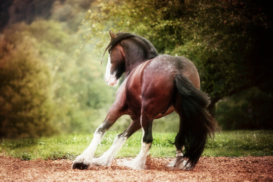 Shire Horse Playing