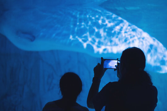 A mother and daughter at the aquarium taking photos on a mobile phone of a beluga whale in a glass tank
