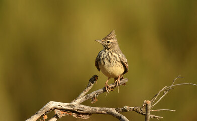cogujuada en el campo en otoño