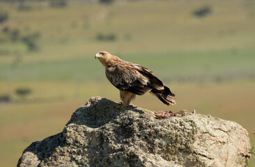 aguila imperial en el campo se alimenta de presas