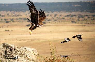 aguila se alimenta en el campo de carroña