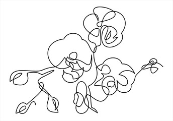 Hand drawn orchid flowers. One line drawing.