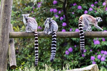 A portrait of 3 ring tailed lemurs sitting on a wooden beam in a zoo. the animals are looking...
