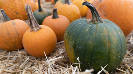 Potimarrons oranges et verts différents