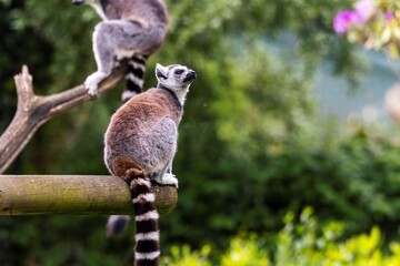 A portrait of a ring tailed lemur or maki sitting on a wooden beam. The herbivore mammal animal is staring up into the sky. © Joeri