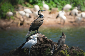 Greater Cormorant and Little egret on a rock on the shore of Lake Victoria, Tanzania.