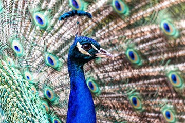 Fototapeta na wymiar A portrait of the head an elegant and majestic peacock spreading its colorful tail feathers proudly. The pattern on the feathers looks like a lot of eyes to scare predators.
