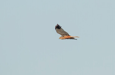 Marsh Harrier flying in the sky