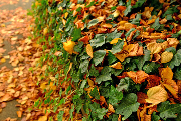 autumnal colored leaves on a hedge in autumn