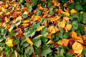 autumnal colored leaves on a hedge in autumn