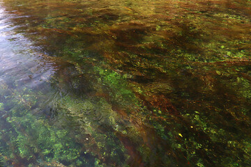 Algae under the sea. Background texture.