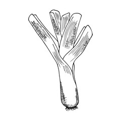leek, colorless contour drawing by hand with hatching
