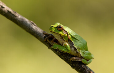 Tree frog sitting on stick