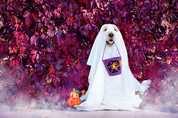 Golden retriever wearing Halloween ghost costume playing trick or treat