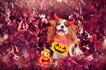Little spaniel dog wearing Halloween devil costume against autumn background