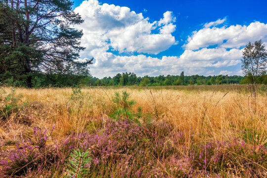 Zwischen Geest Und Moor: Vegetation Im Heilsmoor