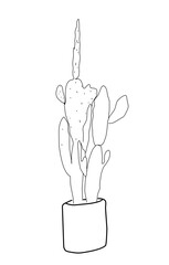 Cactus illustration 