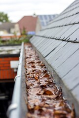 A portrait of a clogged roof gutter with a lot of fallen brown autumn leaves in it and water which...