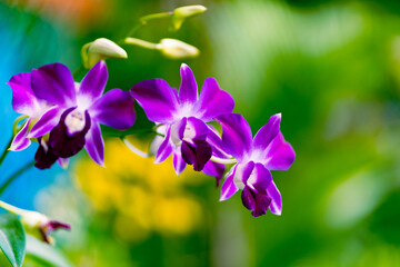 Purple orchid.Orchid flower in garden on winter or spring day