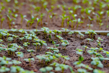 Small sapling tree in the garden. Little green plant sapling agriculture concept