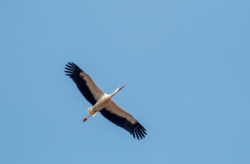 Fototapeta na wymiar Flock of white storks flying in the sky