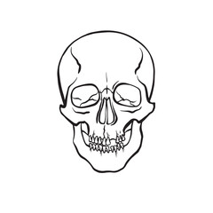 Obraz na płótnie Canvas human skull 2