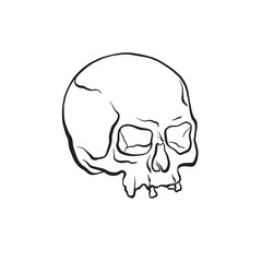human skull 3