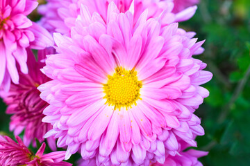 Pink China Aster Flower