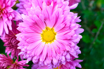Chinese Aster flower in pink color