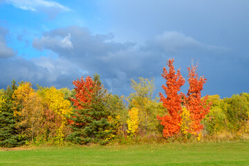 Fototapeta premium Autumn variety of colours in trees and bushes