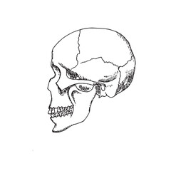 human skull profile
