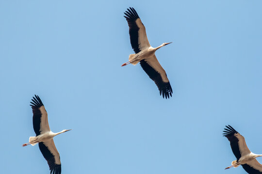 Flock of white storks flying in the sky