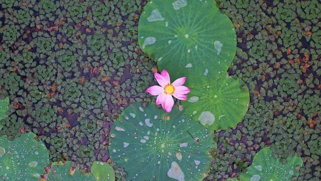Aerial top view of lotus flower blooming in a sunny lake