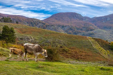 Fototapeten Grazing cows in a mountain landscape in autumn, Province of Genoa, Liguria, Italy © faber121