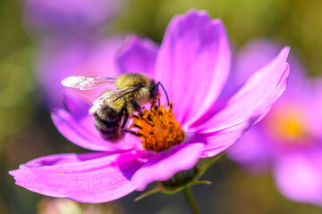 Bee pollinating a pink Chinese Aster flower 