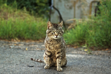 black-gray-striped sits on gray pavement with a serious expression on his face. in the background thickets of green grass.