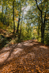 Obraz premium Autumn Forest Road