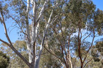 Fototapeta premium eucalyptus trees against blue sky