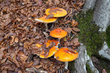 Amanita Muscaria mushrooms, toxic mushrooms