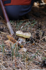Fototapeta premium boletus en el campo otoñal