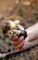mano con boletus recién encontrado en el bosque otoñal