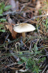 setas del bosque en otoño