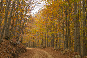Road covered with leaves of beech trees in a beech forest in autumn, province of Genoa, Italy