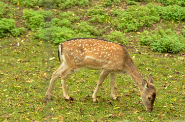 Naklejka na ściany i meble Young deer gazing in a meadow