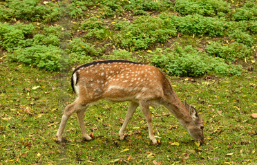 Young deer gazing in a meadow