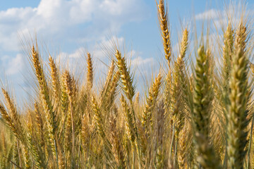 wheat in the field on a sunny day