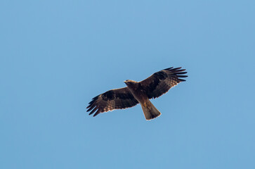Booted Eagle flying in the sky